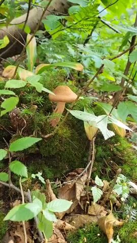 A close-up, medium shot shows a light brown mushroom growing on a mossy surface surrounded by greenery. The mushroom has a distinct cap and stem, and appears to be in a natural forest environment. The camera focuses on the mushroom and its immediate surroundings, with the background consisting of leaves and branches. The lighting suggests an outdoor setting during daytime.