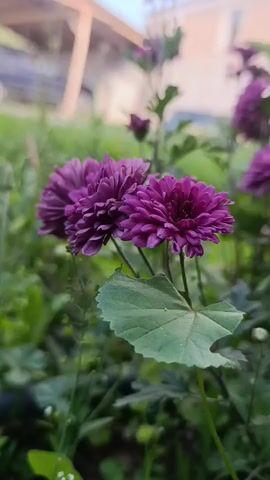 A close-up video shows several purple chrysanthemum flowers in bloom, set against a blurred background of greenery and a hint of a wooden structure. The camera focuses on two main flowers in the foreground, their layered petals creating a rich texture. A single green leaf with serrated edges is visible in front of the flowers. The lighting suggests it might be early morning or late afternoon, with soft light illuminating the scene. The video is shot from a low angle, emphasizing the flowers.