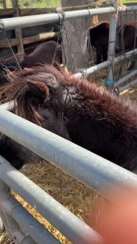 In a daytime outdoor scene, a person is interacting with a pony through a metal fence. The pony, which has dark, shaggy fur with some reddish-brown hair on its mane and forehead, is seen from a side profile, looking towards the person. Its dark eye is visible. A person's hand with light skin is gently touching or pointing at the pony's face, just behind the gray metal fence rails. The ground inside the pen is covered with hay or straw. Other ponies are visible in the blurry background, further inside the enclosure. The light suggests a sunny day. The interaction appears calm and gentle.