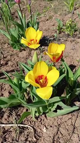 A close-up shot shows a cluster of three bright yellow tulips with red centers, surrounded by green leaves. They are planted in soil. Another tulip with a purple tint can be seen in the background. The scene is bathed in sunlight.