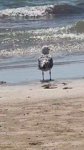 The video shows a seagull standing on a sandy beach near the water. The seagull is facing away from the camera initially, then turns to its side. The water is visible in the background with small waves and sunlight glinting off the surface. Some dry seaweed is scattered on the sand in front of the bird.