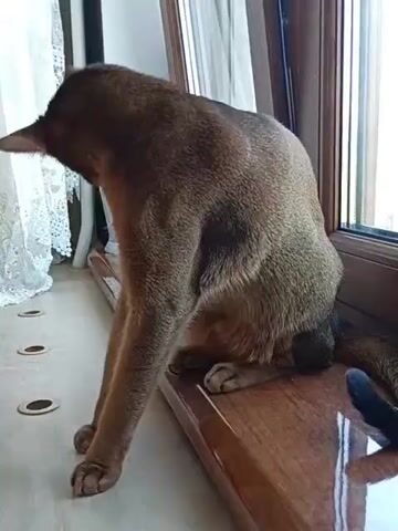 A brown cat sits on a wooden ledge in front of a window. The cat is facing away from the camera and appears to be grooming itself. The window is draped with sheer white curtains and the room is lit by natural light. The cat's tail is visible and it is curled around its body. The cat's fur is short and sleek. The cat's ears are pointed and alert. The cat's eyes are not visible. The cat's paws are tucked beneath its body. The cat's back is slightly arched. The cat's tail is tipped with a darker shade of brown. The wooden ledge is polished and reflects the light. The curtains are delicate and translucent. The floor is a light color with circular inlays.