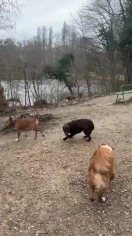 The video shows three dogs playing by a lake in a park-like setting. One dog is chocolate brown, and two are reddish-brown. They are running and playing with each other on a dirt and leaf-covered ground. A person wearing black pants and a white jacket walks down a dirt path towards the lake, followed by one of the reddish-brown dogs. The lake is visible through bare trees. There is a green park bench in the background. The sky is overcast.