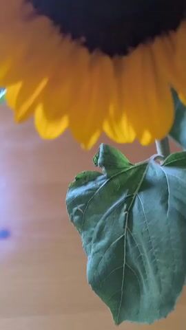 A close-up video shows two sunflowers in a vase on a wooden surface. The sunflowers are bright yellow with dark centers. The leaves are green and large. The video pans from a close-up of one sunflower to a wider view of both sunflowers. The lighting is soft and natural. The background is blurred, but appears to be an indoor setting.