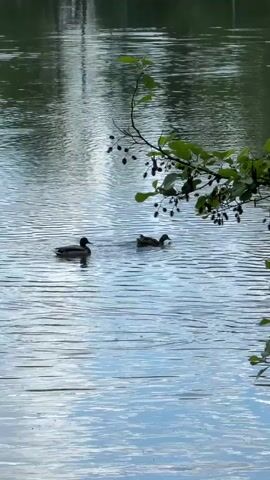 The video shows two ducks swimming in a pond. One duck is a male mallard with a green head. The other duck is female. The pond is calm with ripples on the surface. A tree branch with green leaves and small black berries hangs into the pond. The background shows the reflection of trees on the water. The scene is natural and peaceful.