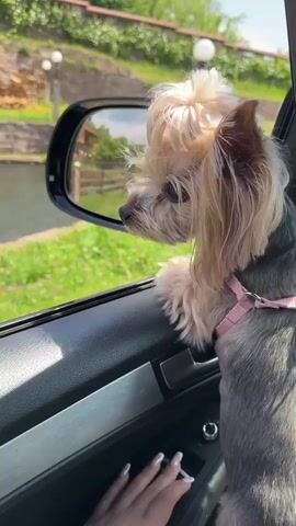 A car is moving past a small body of water. From inside the car, a small dog wearing a pink harness has its head out the window. A hand is visible in the foreground near the window controls. Through the side mirror, the dog and the car's movement are visible, along with the landscape. The setting is outdoors on a sunny day, with greenery and a stone wall bordering the water.