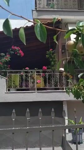 This video shows a pear tree with numerous pears growing on its branches. The camera pans across the tree, capturing different angles of the fruit and foliage. In the background, a building with a balcony and a fence are visible. The lighting suggests it is daytime, likely outdoors. There are no people or animals explicitly shown in the video. The pears appear to be in various stages of ripeness, with some showing a reddish blush.