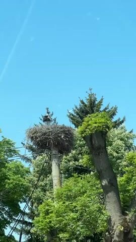 The video shows a stork sitting in a large nest atop a utility pole. The nest is made of twigs and branches. Green trees surround the pole, and the sky is bright blue with faint contrails. The camera angle is from below, looking up at the nest.