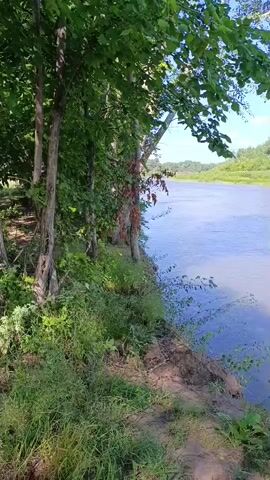 The video shows a moving perspective along the bank of a river. Trees with green leaves line the left side of the frame, with dense foliage and undergrowth. The river itself is visible on the right, its water appearing blue and calm under a bright sky. The ground near the riverbank is uneven and covered with grass and dirt. The camera appears to be handheld, moving smoothly from left to right, giving the viewer a sense of walking along the river. The lighting suggests it is daytime, likely sunny given the shadows. No people or animals are visible in the footage.