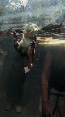 Visitors watch otter swimming at Sukawati aquarium exhibit