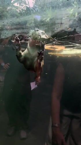 Visitors watch otter swimming at Sukawati aquarium exhibit