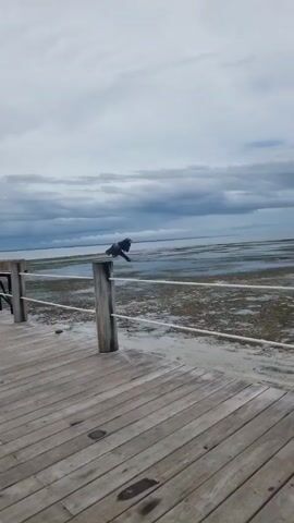 A static shot presents a wooden pier overlooking a shallow body of water under a cloudy sky. A crow perches on a wooden post, part of a railing system composed of posts and rope. The water is shallow, exposing the seabed with patches of vegetation. A small structure is visible on the pier to the left. The camera zooms in on the crow, showing it in greater detail.