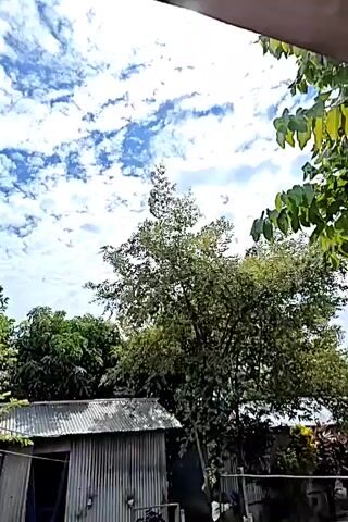 The video captures a view looking upwards through an overhang, likely a roof or porch. The sky is filled with a mix of bright white clouds and patches of blue. A tall, leafy tree with dark foliage dominates the center of the frame, its branches reaching towards the sky. To the left and right, more trees are visible, as well as the top of a corrugated metal roof structure in the lower left corner. The lighting suggests it is daytime, possibly late morning or early afternoon. The scene appears to be outdoors, in a natural or semi-urban environment.