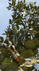 Woman photographs koi fish during afternoon park visit in Izhevsk