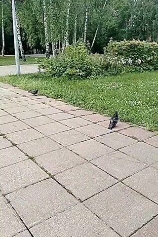 Two pigeons are on a paved walkway in a park-like setting. The pigeon on the right is performing a courtship display by puffing up its chest and fanning its tail feathers. It then runs forward. The pigeon on the left is stationary. Trees and grass are visible in the background.