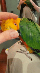 Person pets colorful Sun Conure parrot in Khimki