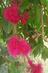 Pink fuzzy flowers filmed in close-up in Indonesia