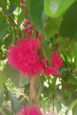 Pink fuzzy flowers filmed in close-up in Indonesia