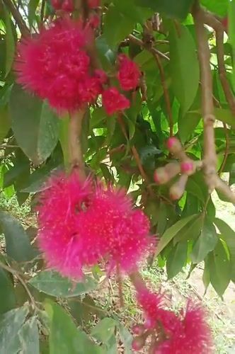 Pink fuzzy flowers filmed in close-up in Indonesia