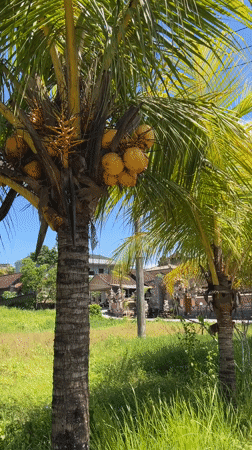 Traditional Balinese religious procession observed in Ubud, Indonesia