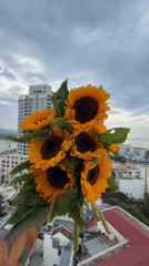 Sunflowers frame Nha Trang's coastal skyline from above