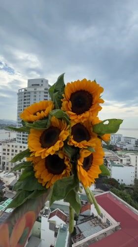 Sunflowers frame Nha Trang's coastal skyline from above