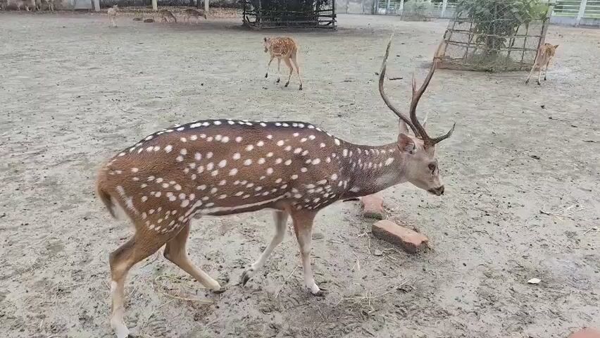 A spotted deer with antlers drinks water from a puddle on a sandy enclosure. Another spotted deer is visible in the background to the left, walking away from the camera. In the far background, several other deer are visible, some grazing. The enclosure has a dirt floor with scattered rocks and a small structure made of branches in the background.
