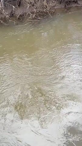 The video shows a turbid stream flowing around dead vegetation and a tree that has fallen into the water. An orange raft containing several people is seen stopped against the tree.  One person is standing on a low bank of the stream near the tree. The stream flows in a rural environment.