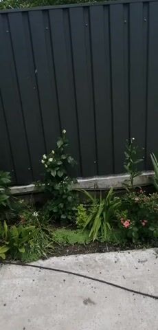 The video shows a small garden bed in front of a dark grey corrugated metal fence. The garden bed contains various plants, including a rose bush with white buds, a taller green plant with long, slender leaves, and a low-lying green plant. There are also some pink flowers visible. A concrete path is in the foreground. The lighting suggests it is daytime, and the overall impression is that of a well-maintained outdoor space. The camera pans slowly from left to right, showcasing the garden.