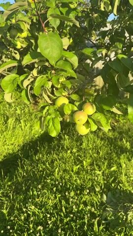 The video shows a close-up of a cluster of young apples hanging from a tree branch. The apples are green with some hints of red or yellow. Sunlight filters through the leaves, creating dappled light on the fruit and the grassy ground below. The camera slowly zooms in on the apples, highlighting their texture and the surrounding foliage. The background is a blur of green grass and leaves, indicating an outdoor setting, likely a garden or orchard. The overall impression is one of natural growth and the early stages of fruit development.