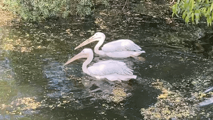 Sunday zoo visit documented in Воробьи, Russia