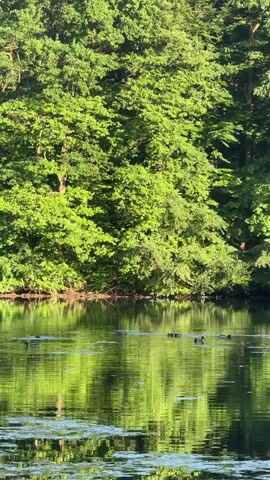 The video shows a calm body of water with lush green trees lining the far bank. The trees are reflected in the water, creating a mirror image effect. Several dark-colored ducks are swimming in a line on the surface of the water, leaving a subtle ripple in their wake. The overall scene depicts a serene natural environment.