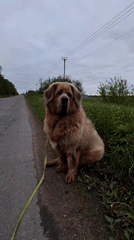 Large fluffy dog walked on leash in Timmolovo, Russia