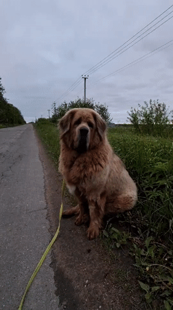 Large fluffy dog walked on leash in Timmolovo, Russia