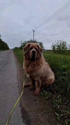 Large fluffy dog walked on leash in Timmolovo, Russia