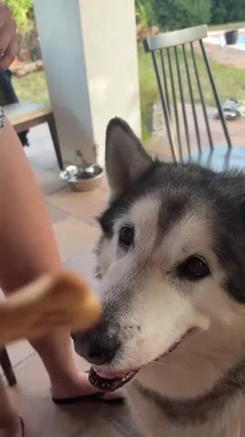 The video shows a close-up of a husky dog being offered a bone-shaped treat by a person's hand. The dog is looking intently at the treat, with its mouth slightly open. The background appears to be an outdoor patio area with tiled flooring. There is a white column, some chairs, and a glimpse of a swimming pool in the distance. The dog then takes the treat and bites it. The person's hand is holding the treat between their fingers.