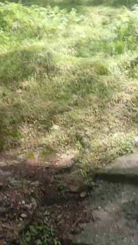 The video shows a wooded hillside with several people and at least one dog. The terrain is covered in grass and ferns, with numerous pine trees. In the foreground, the camera is low to the ground, looking up the slope. Sunlight filters through the trees, creating dappled shadows on the grass. Further up the hill, a person in a light-colored shirt and dark pants is walking. To their right and slightly higher up, another person in dark clothing is visible. A dark-colored dog is also visible higher on the slope, appearing to be moving. The camera pans slowly to the right, revealing more of the wooded area and the individuals within it. One person, wearing a light-colored outfit, is seen walking further up the hill from left to right in the frame. Another person, wearing darker clothing, is visible on the right side of the frame, also moving uphill. The camera continues to move, showing a person in a green shirt walking up the hill on the right. To the left of this person, another individual in a light-colored outfit is partially obscured by a tree trunk.