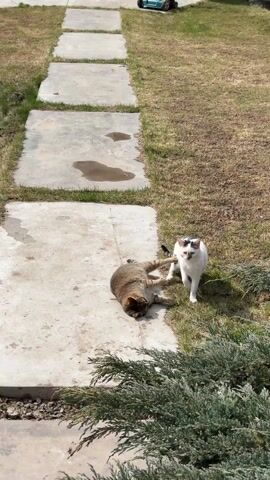 The video shows two cats in a grassy yard next to a concrete path made of square slabs. One cat is brown tabby and is initially lying on the concrete slab. The second cat is white with black spots, standing near the edge of the grass. The tabby cat stands up and runs away along the concrete path toward a building with glass doors. The shadow of the cat is visible on the slab.