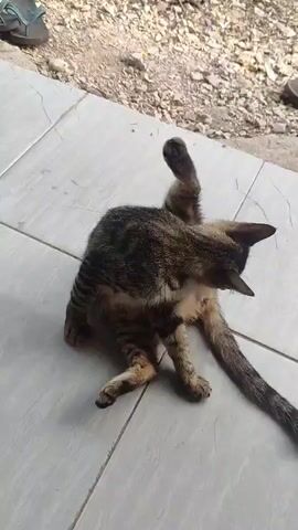 A tabby cat is shown grooming itself on a tiled surface. The cat is lying on its side with its hind leg raised and its head turned towards its hindquarters, licking its fur. Its tail is extended behind it. The background is out of focus, showing a rough, unpaved area with some scattered debris. A pair of sandals is visible in the upper left corner of the frame. The lighting suggests it is daytime.
