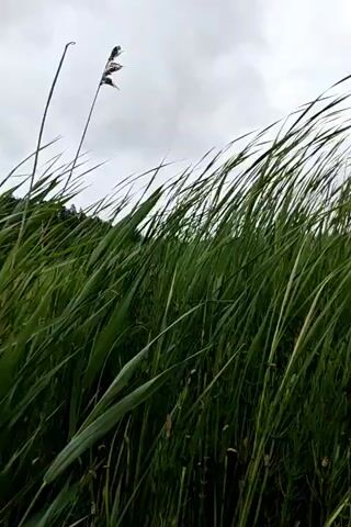 The video shows a close-up, low-angle shot of tall green grass being blown by the wind under a cloudy sky. The grass is in focus, with individual blades visible swaying back and forth. The sky is overcast and gray. The scene appears to be outdoors in a natural environment. There are no people or other objects visible in the frame. The wind appears to be moderate to strong, based on the movement of the grass. The overall impression is one of a windy day in a grassy field.