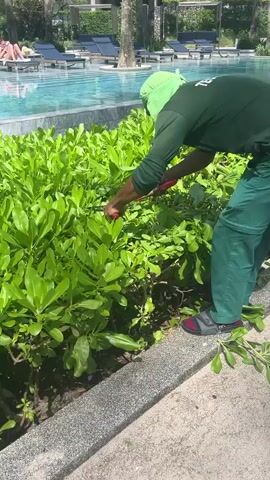 A person wearing a green head covering, green shirt, and green pants is trimming a hedge with red-handled shears. The person is standing next to a paved walkway. Behind the hedge is a swimming pool with blue water and lounge chairs. Further back, there is a building with balconies, palm trees, and other trees. The camera then pans to the right, showing more of the swimming pool area, then moves along the paved walkway, which is bordered by greenery. The walkway leads towards a beach with the ocean and a red flag visible. The scene appears to be a resort or hotel environment.