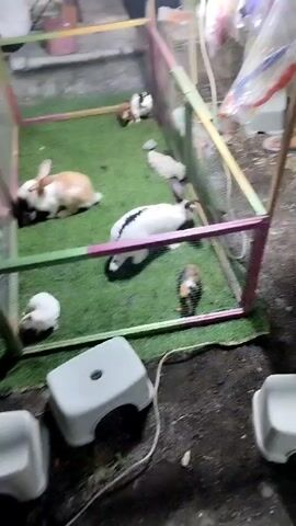 A person's legs are visible at the top right of the frame. A small, outdoor enclosure with artificial grass is occupied by several rabbits and guinea pigs. One rabbit, predominantly white with brown markings, is on the left. Another white rabbit with black markings is in the center. A guinea pig with brown and black coloring is in the lower right of the enclosure. Two smaller guinea pigs, one brown and white and another brown, are in the upper left. Another white guinea pig is in the lower left. Several white plastic stools are placed outside the enclosure. Cages and bags of items are visible in the background. The ground outside the enclosure is dirt and gravel.