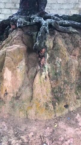 This video shows the exposed roots and base of a large tree. The roots are thick and gnarled, covered in a dark, possibly mossy substance. They emerge from a mound of reddish-brown soil mixed with some green growth. The mound itself has a rough, textured surface. Above the roots, the trunk of the tree is visible, which is also dark and appears to be rough-barked. The tree branches out above the trunk, covered in green leaves. In the background, there is a light-colored brick wall. The ground in front of the tree and mound is covered in dirt and debris, including a small stick. The lighting suggests it is daytime, possibly overcast.