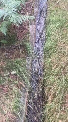 This is a first-person view video of a narrow, flowing stream of water running through a wooded area. The stream is bordered by green grass and ferns on both sides. The water appears to be moving quickly, with ripples and turbulence visible. The camera is panning down and slightly to the right as it follows the stream. The overall impression is one of a natural, untamed environment.