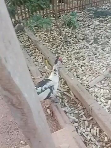 The video shows an outdoor enclosure with several chickens and ducks. The ground is covered in what appears to be dried corn husks. In the first few seconds, a rooster with black and white feathers is visible near the edge of the frame, walking along a wooden border. The rest of the video focuses on the birds interacting and feeding. A group of ducks, mostly white with some black and white markings, are gathered around a shallow dish filled with food. One white duck is lying down near the food dish, appearing to eat. Another black and white duck is foraging on the ground. A rooster with reddish-brown feathers is seen in the background, near a tree and a fence. A few other chickens are also present in the background, some appearing black. The enclosure has a wooden fence along the back and sides, and a tall green mesh structure on the left side. A large green plant is visible in the upper right corner. There is also a dark, bowl-like object filled with water on the ground in the lower right corner. The lighting suggests it is daytime, possibly late afternoon due to the soft light. The overall scene depicts a farmyard or domestic animal enclosure where various poultry are coexisting and feeding.