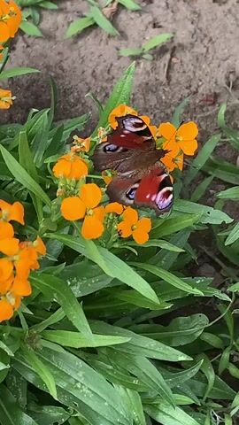 A peacock butterfly is resting on a cluster of small orange flowers surrounded by green foliage. The butterfly's wings are open, displaying intricate patterns of red, blue, and brown. The background is softly blurred, showing a dirt or ground surface with some green grass blades. The lighting appears to be natural daylight.