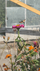 Garden wildlife, a big fluffy dog, and rooftop work in Kazakhstan