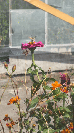 Garden wildlife, a big fluffy dog, and rooftop work in Kazakhstan