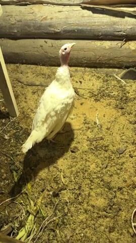 This video shows a white turkey in what appears to be an outdoor enclosure or coop. The ground is covered with dirt, straw, and some debris. A wooden structure, possibly part of a fence or building, is visible in the background. The turkey has white feathers and a pinkish-red neck and head, with a yellow beak. The lighting suggests it might be evening or nighttime, as there are distinct shadows. In the latter part of the video, a person's hand enters the frame, reaching towards the turkey, which then looks up and slightly moves its head. The overall atmosphere is rustic and farm-like. There is no visible text in the video. The location context provided is Бронница, Russia, which aligns with the rustic setting.
