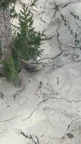 A close-up shot shows a small lizard with blue skin on its face and legs, and gray and brown scales on its body. It is positioned on dry, cracked earth next to the base of a small evergreen tree. The lizard is facing left and appears to be looking forward. The ground is dry and arid, with visible cracks running across its surface. Small green sprigs of vegetation are scattered on the ground. The lighting suggests it is daytime.